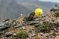 Yellow poppy flowers mountains Royalty Free Stock Photo