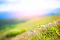 Yellow poppy flowers in the mountains. Royalty Free Stock Photo