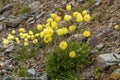 Yellow poppy flowers mountains closeup Royalty Free Stock Photo