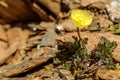 Yellow poppy flowers mountains closeup Royalty Free Stock Photo