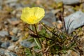 Yellow poppy flowers mountains closeup Royalty Free Stock Photo