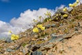 Yellow poppy flowers mountains closeup Royalty Free Stock Photo