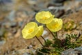 Yellow poppy flowers mountains closeup Royalty Free Stock Photo