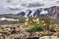 Yellow poppy flowers mountains closeup Royalty Free Stock Photo