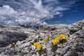 Yellow Poppy flowers on rocks with the view of Sassolungo in Dolomites in distance.