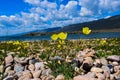 Yellow poppies. yellow poppy flowers in the wild. Papaver popovii Sipliv. The Poppy Family-Papaveraceae Royalty Free Stock Photo