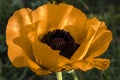 A yellow poppy in the garden, a large blooming flower with yellow petals and a black center. Royalty Free Stock Photo