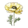 Yellow Poppy Hand Drawn Flower Vector Illustration Royalty Free Stock Photo