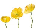 Yellow Poppy isolated on white