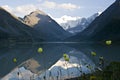 Yellow poppy at lake Ak-kem