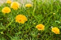 Yellow portulaca flower