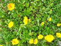 Yellow Portulaca plants