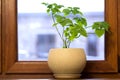 Yellow pot with green plant on wooden window sill