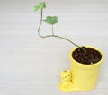 Yellow pot with plant