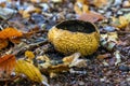 A Yellow Potato Puffball (Scleroderma citrinum) in De Horsten Park, Wassenaar Royalty Free Stock Photo