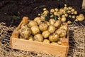 Yellow potatoes in a wooden box Royalty Free Stock Photo