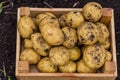 Yellow potatoes in a wooden box Royalty Free Stock Photo