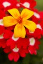 Yellow potentilla on a bed of primrose flowers