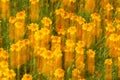 Yellow potentilla