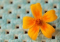 Yellow potentilla flower