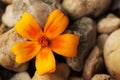 Yellow potentilla on stones