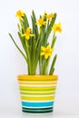 Yellow potted daffodils isolated on the white background