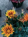 Yellow potted Daisy Flower