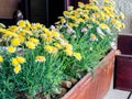 Yellow potted flowers
