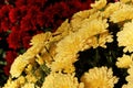 A yellow potted mum infront of red flowers