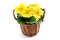 Yellow potted primula (primrose) in a basket