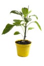 Yellow potted vegetable plant grafted the pepper