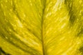 Yellow Potus (Epipremnum aureum) leaf Royalty Free Stock Photo
