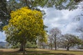 A yellow poui tree in bloom in Trinidad Royalty Free Stock Photo