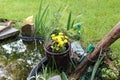 Yellow pound flowers Royalty Free Stock Photo