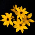 Yellow Prairie Coreopsis Flowers Isolated on Black Background