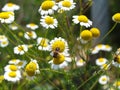 yellow prairie daisies Royalty Free Stock Photo