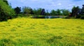 Yellow Prairie Sundrops Royalty Free Stock Photo