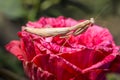 Yellow praying mantis catches prey on red rose flower Royalty Free Stock Photo