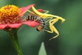 A yellow praying mantis is eating a caterpillar in a bush. Royalty Free Stock Photo