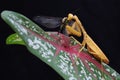 A yellow praying mantis is eating a dragonfly in a bush. Royalty Free Stock Photo