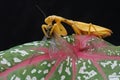 A yellow praying mantis is eating a dragonfly in a bush. Royalty Free Stock Photo