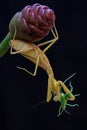 A yellow praying mantis is eating a green grasshopper in a wild flower. Royalty Free Stock Photo