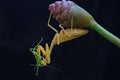 A yellow praying mantis is eating a green grasshopper in a wild flower. Royalty Free Stock Photo