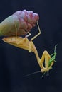 A yellow praying mantis is eating a green grasshopper in a wild flower. Royalty Free Stock Photo