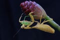 A yellow praying mantis is eating a green grasshopper in a wild flower. Royalty Free Stock Photo