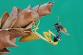 A yellow praying mantis is eating a wasp on a dried flower. Royalty Free Stock Photo