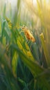 Yellow praying mantis on green leaves with soft sunlight Royalty Free Stock Photo