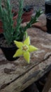 Yellow pretty flower with cactus plant Royalty Free Stock Photo