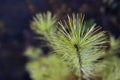 Yellow  prickly branches of a fur-tree or pine. Fluffy fir tree branch close up. background blur Royalty Free Stock Photo