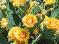 Yellow Prickly Pear Cacti Blossoms Royalty Free Stock Photo